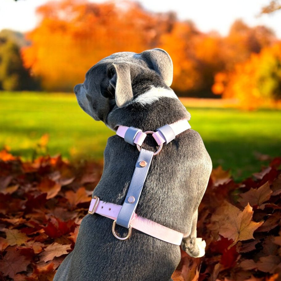 Harnais en H en biothane pour chien Harnais en H en biothane bi-color pour chien