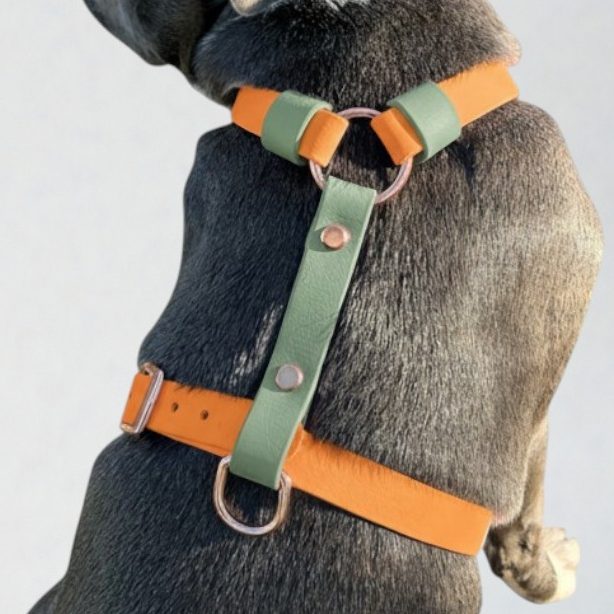 Harnais en H en biothane pour chien Harnais en H en biothane bi-color pour chien